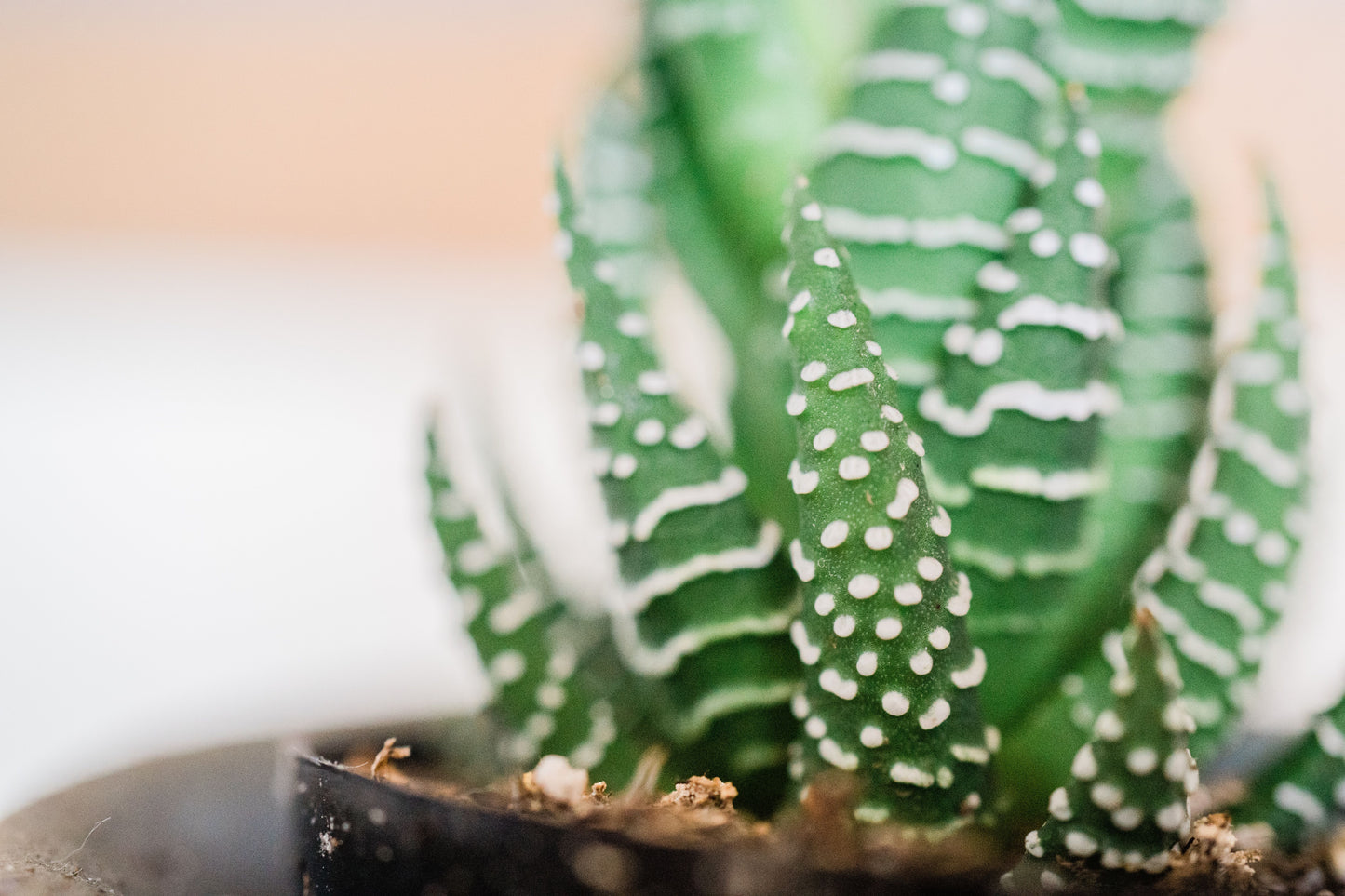 Haworthia rubrobrunnea Live Succulent – Rooted in 2-Inch Planter – Rare Houseplant