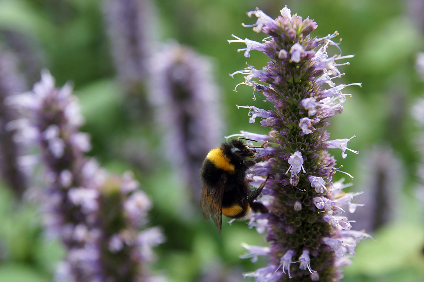 Beelicious Purple Giant Hyssop Live Plants 3 Rooted Starters in 1 Qt Pots Agastache Perennial Flower Plant