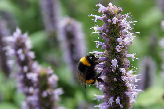 Beelicious Purple Giant Hyssop Live Plants 3 Rooted Starters in 1 Qt Pots Agastache Perennial Flower Plant