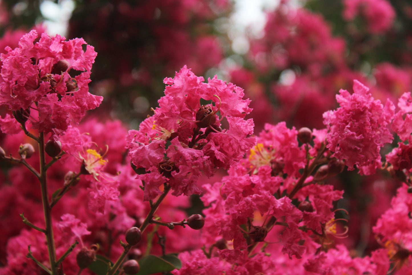 2 Hot Pink Crape Myrtle Rooted Cuttings – Live Flowering Plants (Lagerstroemia indica)