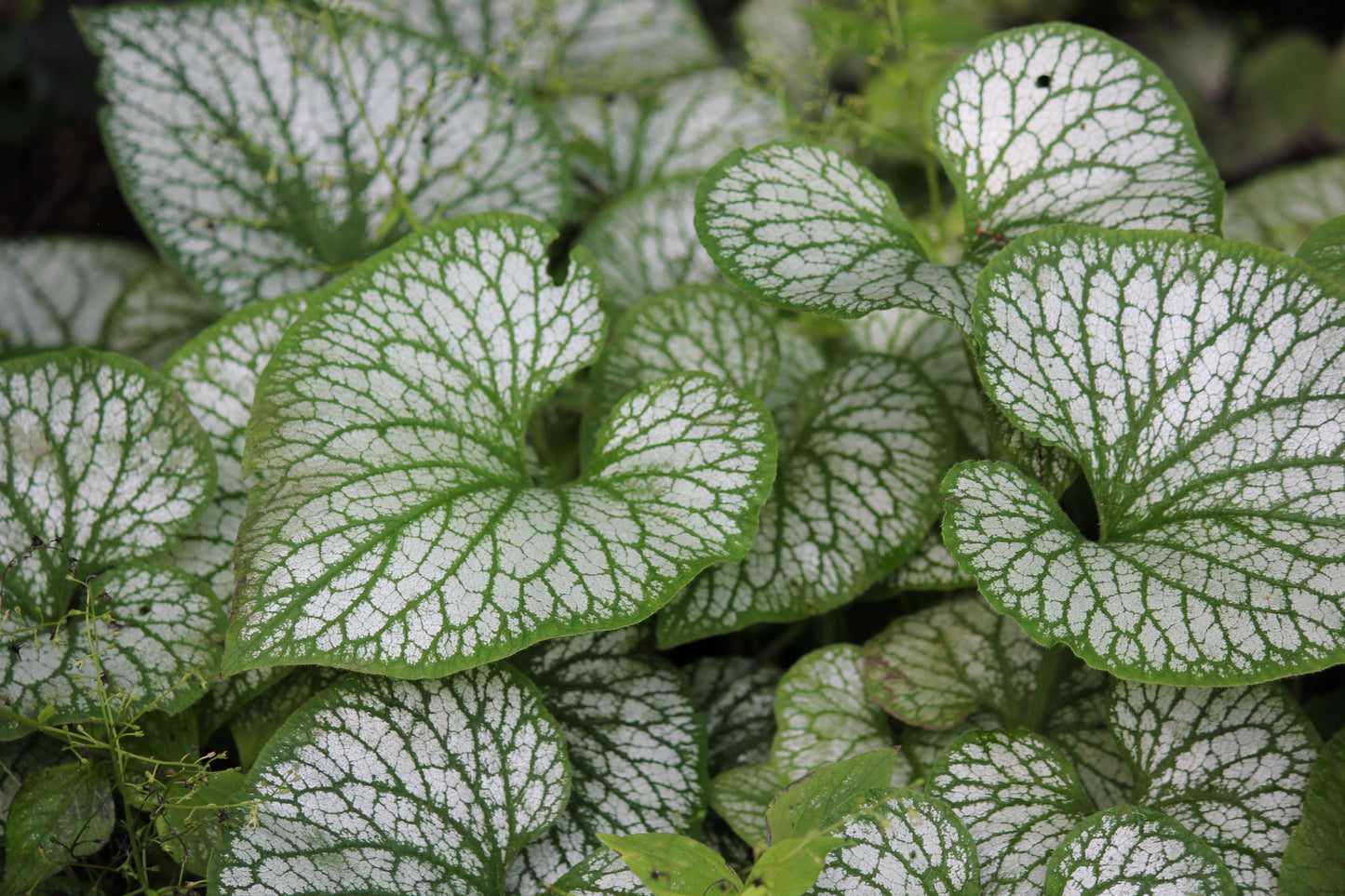 Jack Frost Siberian Bugloss 1 Gallon Live Plant – Brunnera macrophylla ‘Jack Frost’