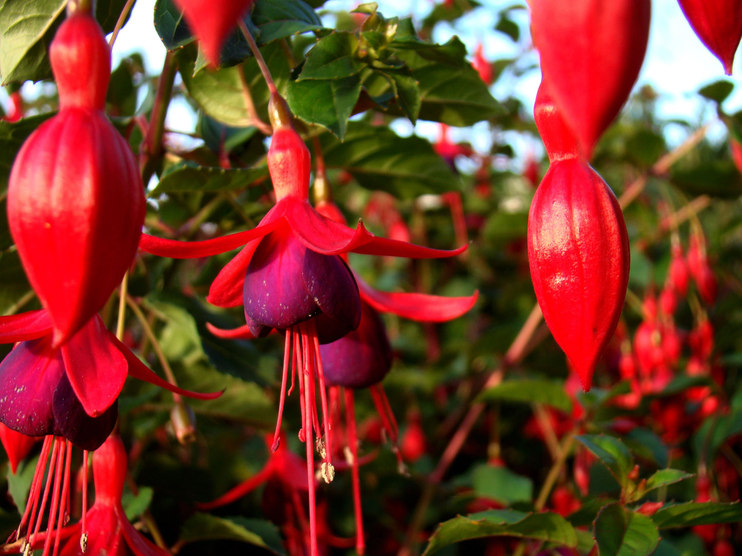 3 Pack Live Fuchsia Plants | 6-Inch Pots