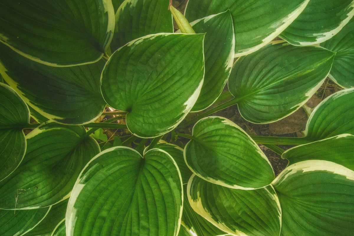 First Frost Plantain Lily 1 Live Plant – Hosta ‘First Frost’ – 1 Gallon Pot