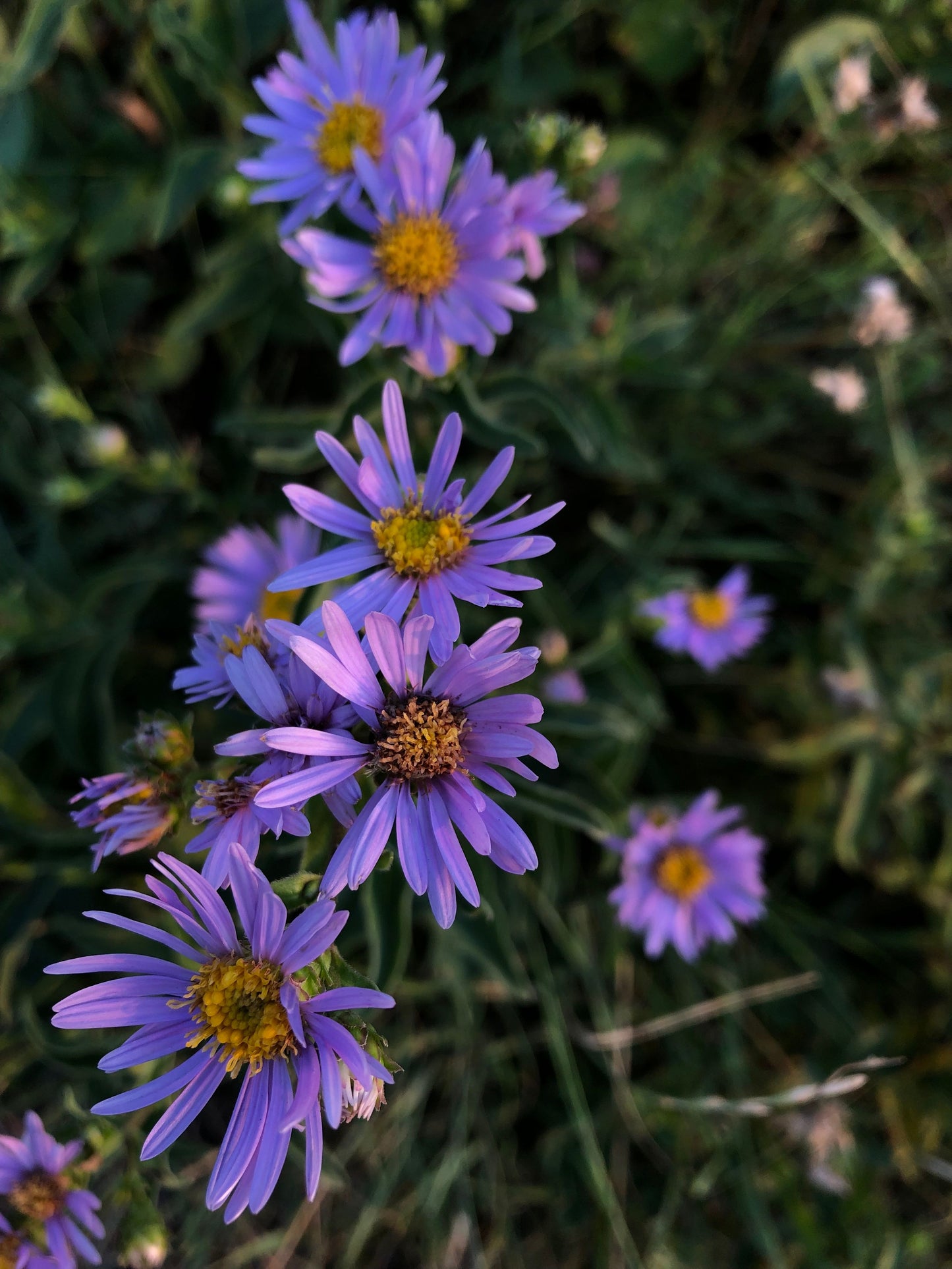 Little Carlow Aster Live Plants 3 Rooted Starters in 1 Qt Pots Blue Purple Perennial Flower Garden Plant