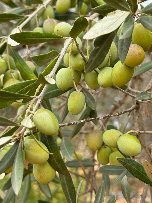 Arbequina Olive Tree Live Starter Plant 6–10 Inches Tall – Olea europaea