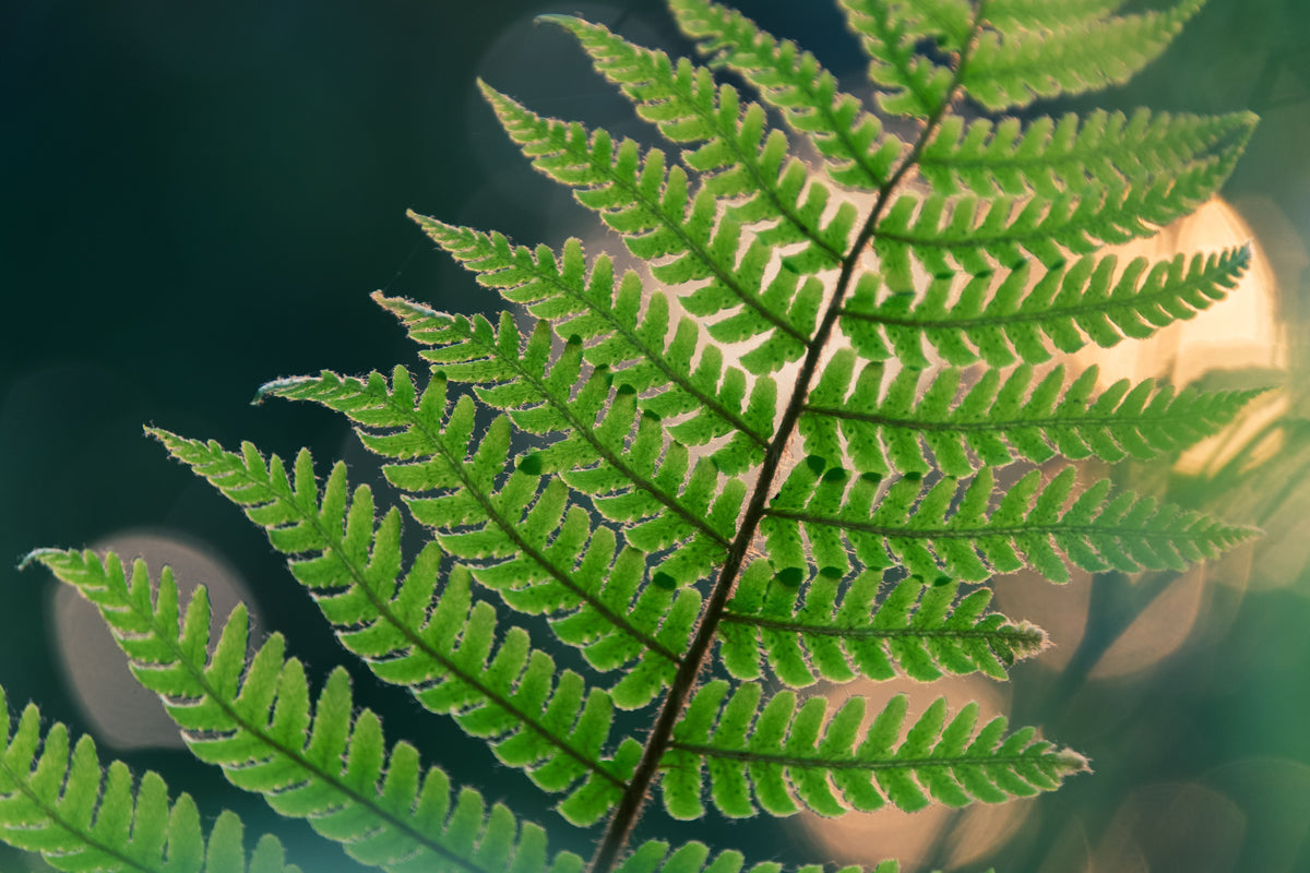 Sensitive Fern 1 Live Plant – Onoclea sensibilis – 1 Gallon Pot
