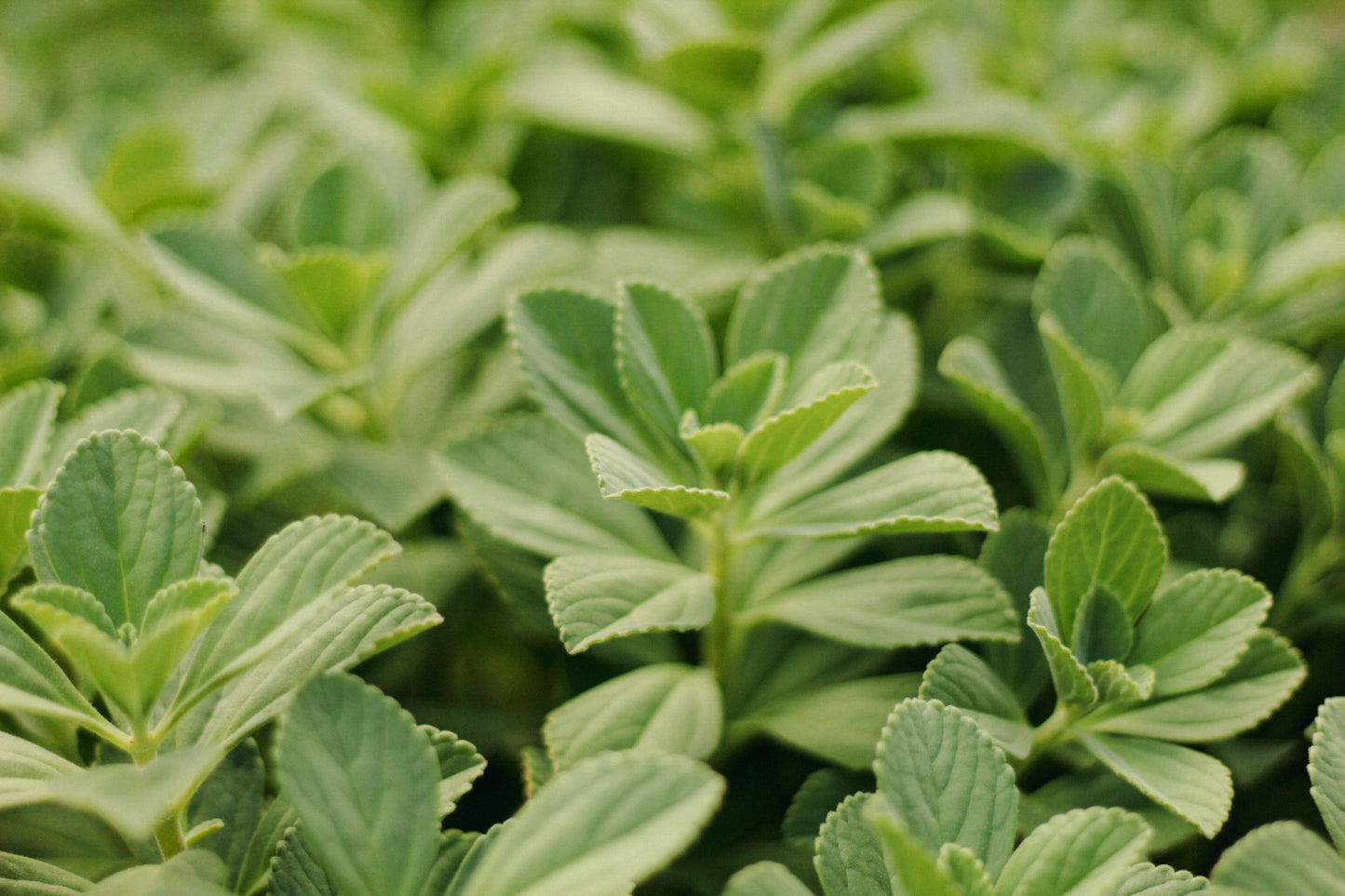 Sweetleaf Stevia Live Plant 6-8 Inch Rooted Herb Plant Stevia rebaudiana Organic Grower Starter Plant Without Pot