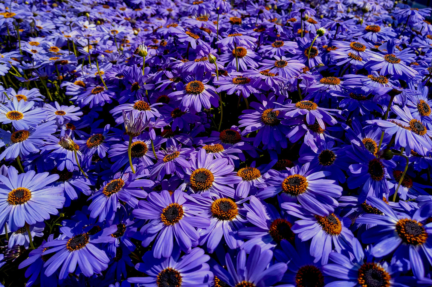 Brasco Violet Swan River Daisy 1 Live Plant – 4-Inch Pot – Brachyscome ‘Brasco Violet’