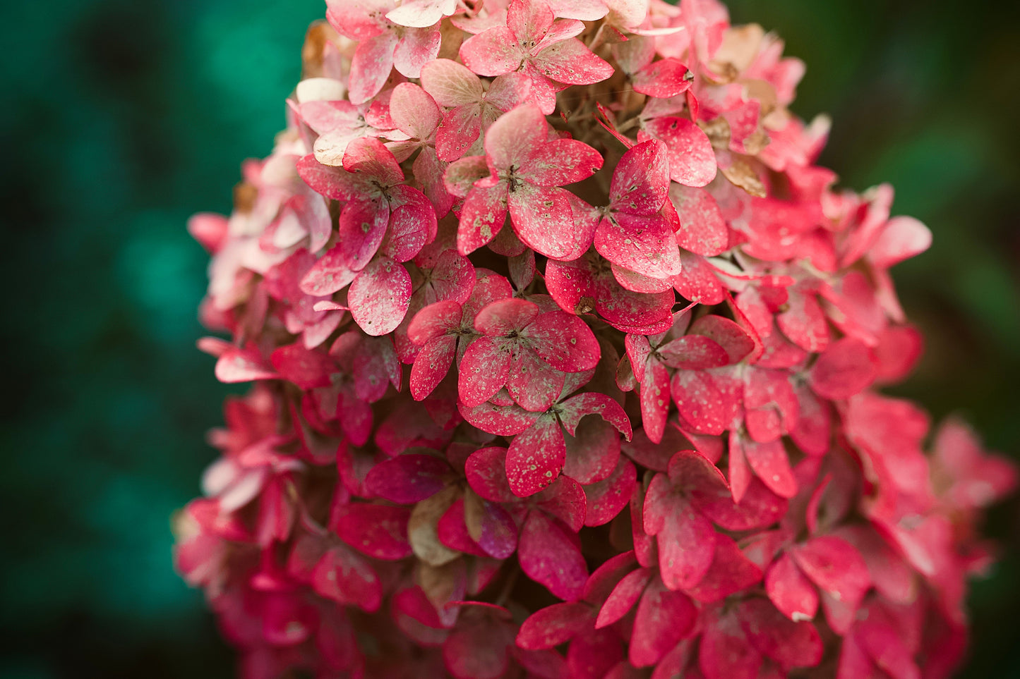 Munchkin Dwarf Oakleaf Hydrangea Live Plant – 1 Pint – Hydrangea quercifolia