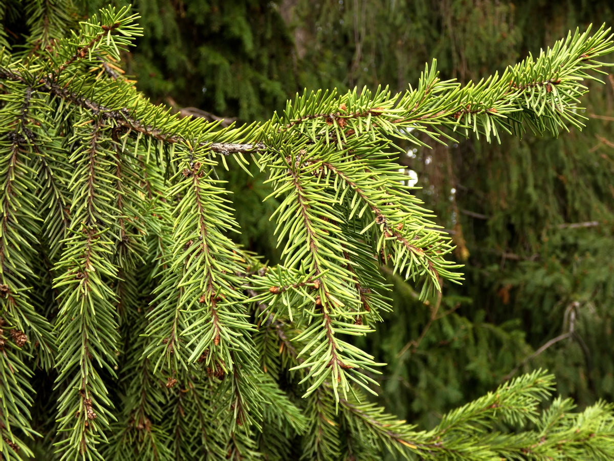 Douglas Fir 1 Live Tree – Pseudotsuga menziesii – 1 Gallon Pot – 12 Inches