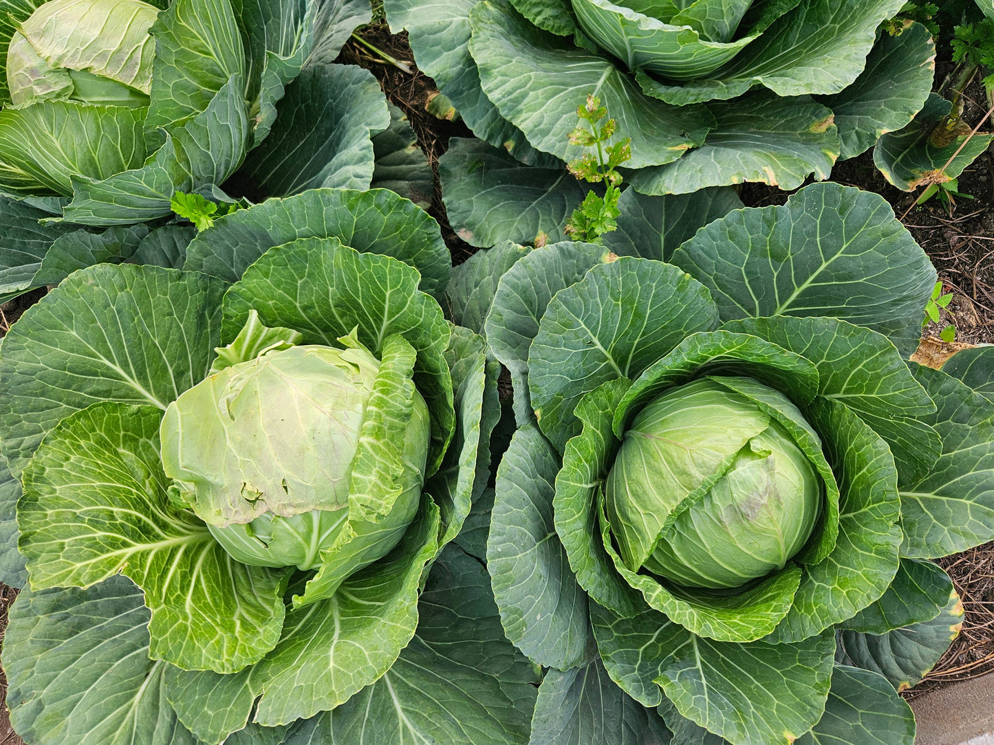 Lot of 4 Golden Cross Cabbage Live Plants – 6 Inches, 75+ Days Old – Brassica oleracea var. capitata