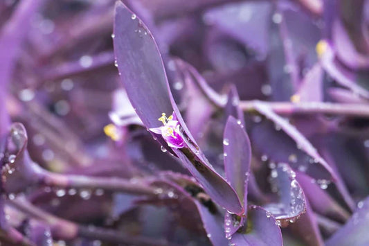 12 Purple Heart Cuttings | Live Unrooted Tradescantia pallida | Easy to Root | Indoor/Outdoor Plant | Vibrant Purple Foliage