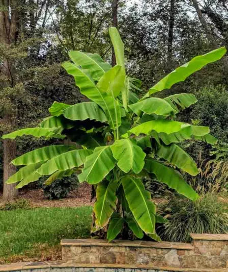 Musa Basjoo Banana – Cold Hardy Japanese Fiber Banana Plant – Bare Root Starter – Tropical Look – Non-Fruiting Ornamental Banana