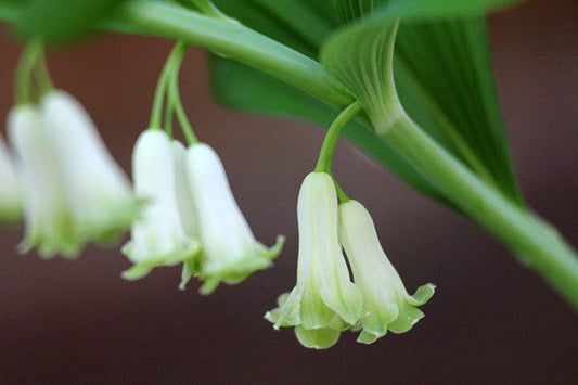 5 Solomon’s Seal (Polygonatum biflorum) Bare Root Plants | Native Woodland Perennial | Shade Garden | Arching White Blooms