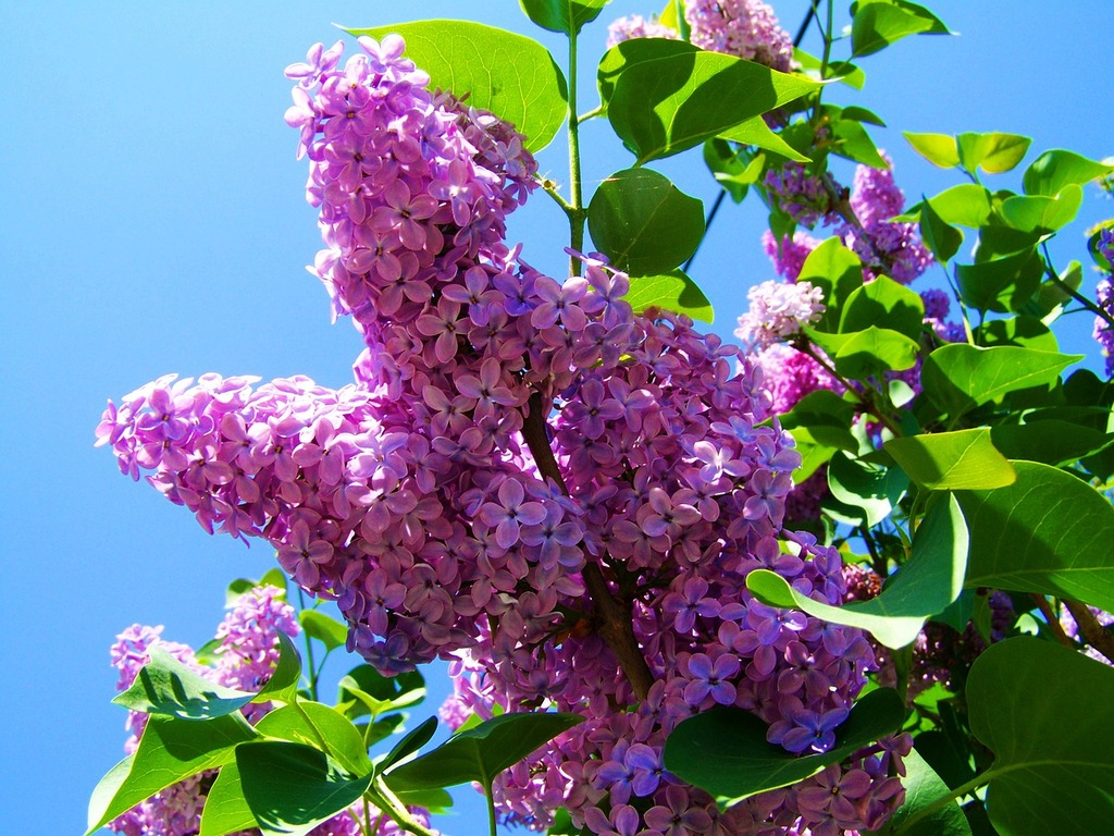 Bloomerang Purpink® Reblooming Lilac – 1 Live Flowering Shrub, 3-Gallon Size – Syringa × pubescens