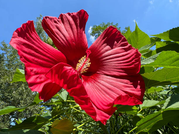 Hardy Hibiscus Live Starter Plant – 3–5 Inch Rooted Plant – Hibiscus moscheutos