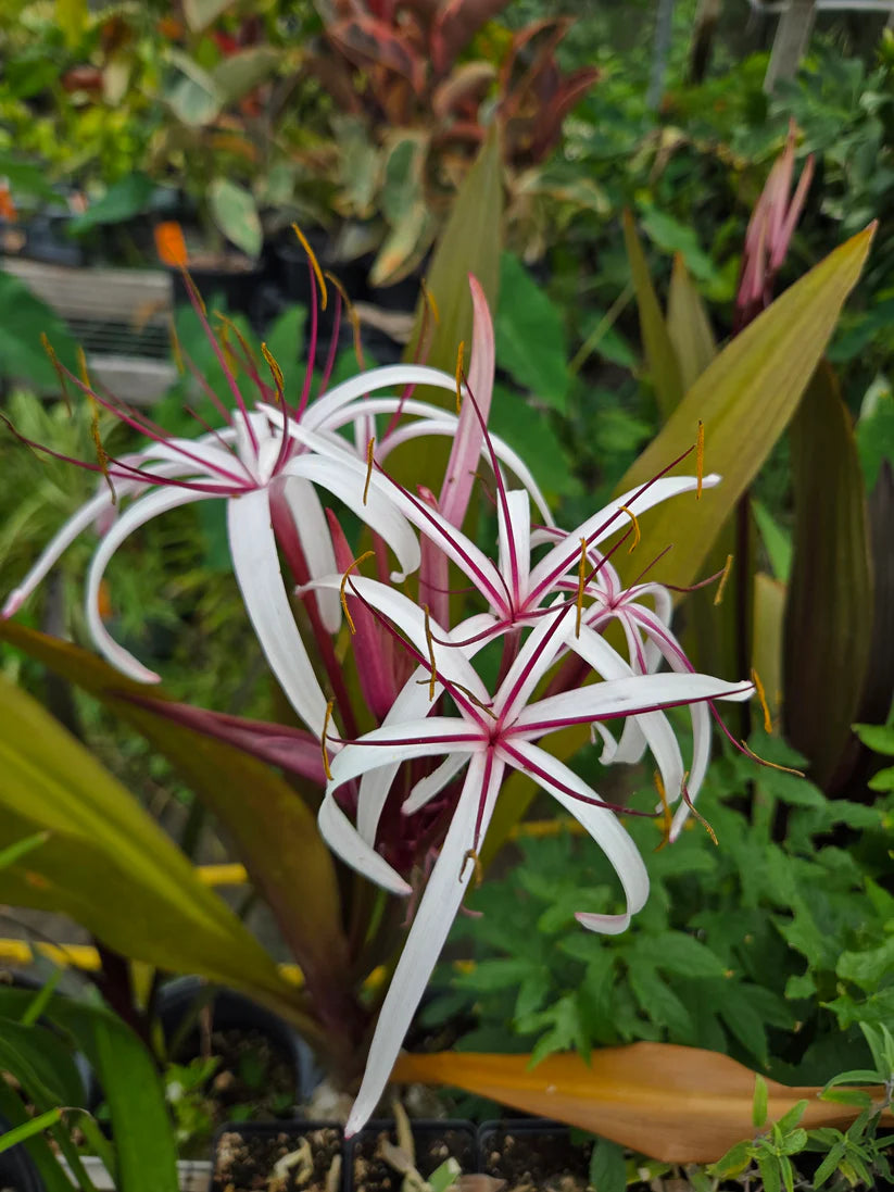 2 Queen Emma Purple Crinum Lily (Crinum augustum) | 6–8" Bare Root Bulbs | Tropical Perennial | Fragrant Purple Foliage Lily
