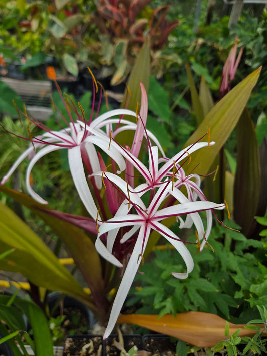 2 Queen Emma Purple Crinum Lily (Crinum augustum) | 6–8" Bare Root Bulbs | Tropical Perennial | Fragrant Purple Foliage Lily