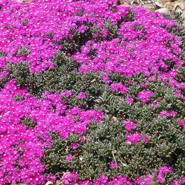 5 Creeping Ice Plant Cuttings – Rare Purple/Pink Succulent Ground Cover, Unrooted Live Stems, Drought-Tolerant Trailing Cactus