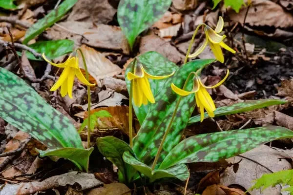 Wild Yellow Trout Lily Bulbs - 20 Bare Roots - Erythronium americanum
