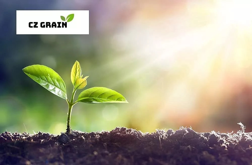 Kermit Eggplant Seeds - 20+ Round Thai Seeds for Planting - Ornamental Vegetable - Solanum melongena