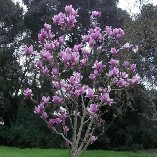 3" Saucer Magnolia Seedling - Flowering Bush Tree - Magnolia x soulangeana
