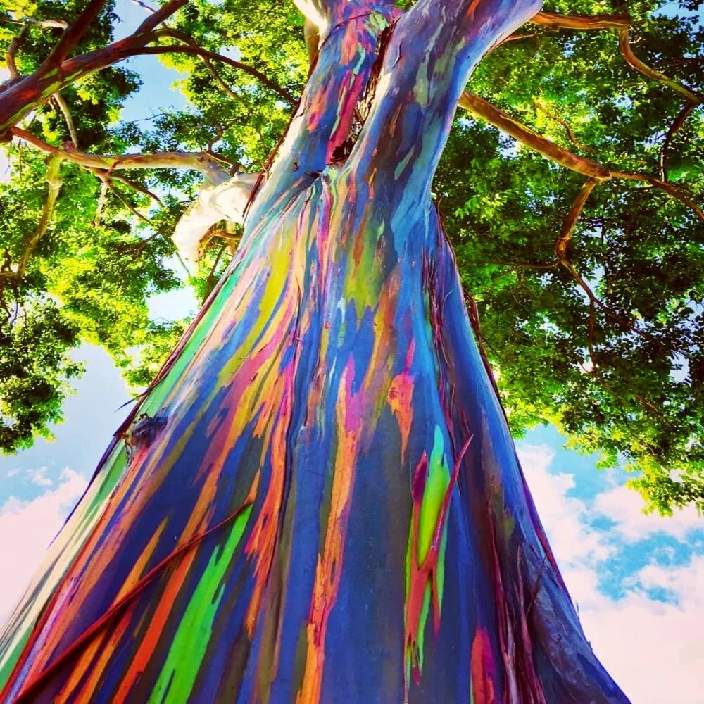 Rainbow Eucalyptus Tree Seeds - 50 Tropical Eucalyptus deglupta Seeds for Planting - Mindanao Gum