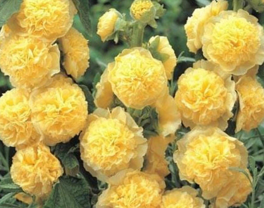 25+ Seeds Double Yellow Alcea Rosea Hollyhock Perennial Flower Seeds for Gardens