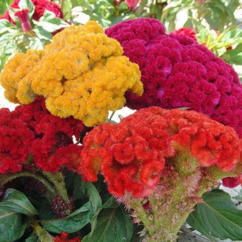 Celosia Cristata Mixed Seeds - 25+ Cockscomb Flower Seeds for Fall Planting - Vibrant Color Variety