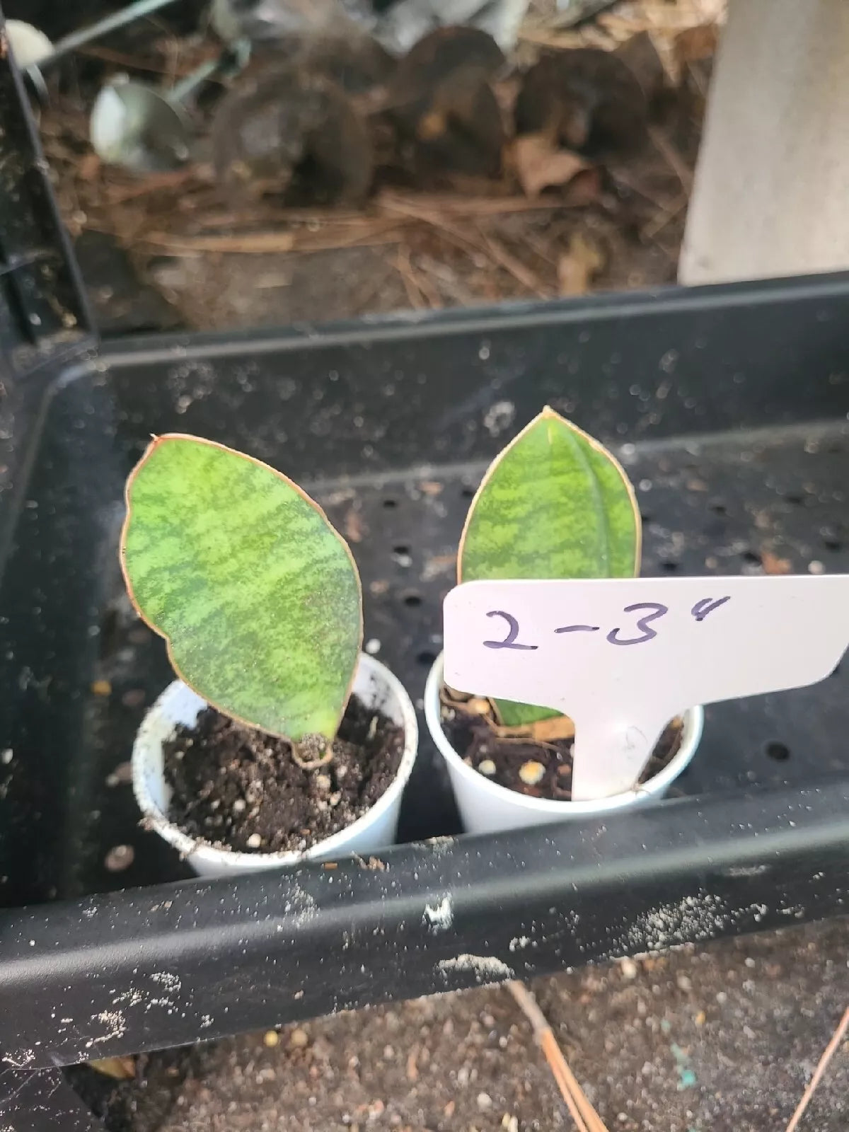 Baby Sansevieria Masoniana Whale Fin Snake Plant, 2-3" Rooted Houseplant, Indoor Greenery, Unique Foliage