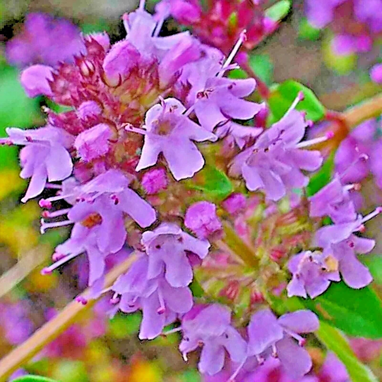 Creeping Thyme Seeds 200 Count Purple Groundcover Lawn Herb Drought Tolerant Perennial (Thymus serpyllum) US