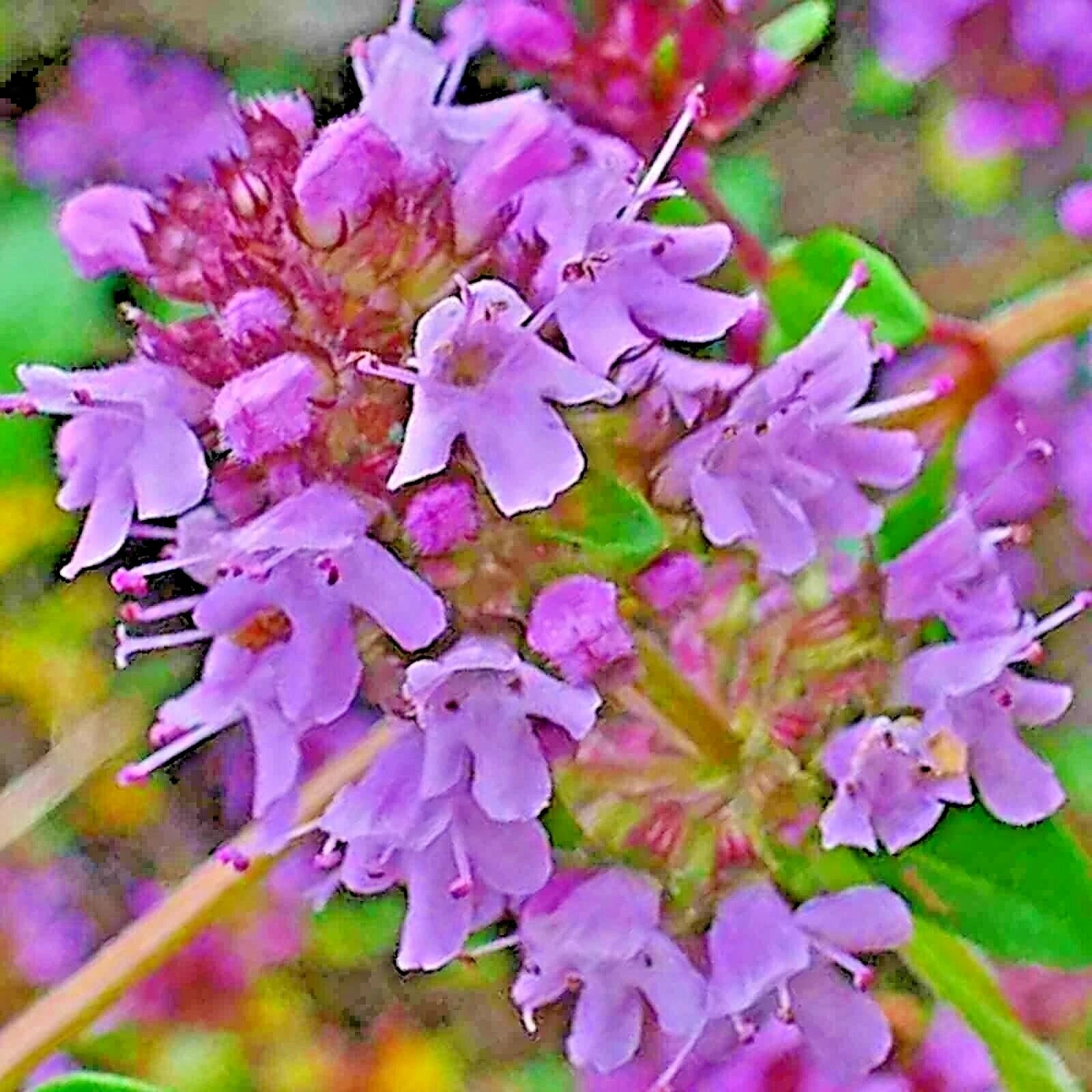 Creeping Thyme Seeds 200 Count Purple Groundcover Lawn Herb Drought Tolerant Perennial (Thymus serpyllum) US