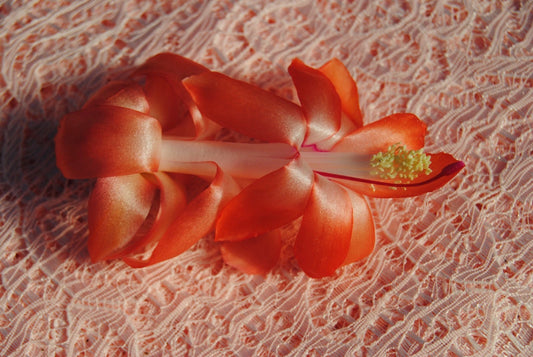 Christmas Cactus Starter Plant - Small Healthy Schlumbergera Truncata - Well Rooted Laks Variety for Indoor Gardening