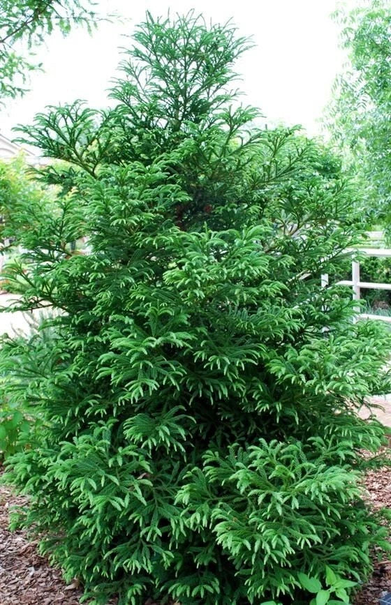 Cryptomeria 'Black Dragon' Plant - Evergreen Conifer - Japanese Cedar - Live Indoor/Outdoor Tree Plant