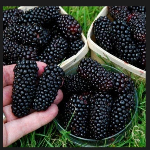 Big Daddy Thornless Blackberry Plants - 10 Pack - Edible Fruit - Rubus fruticosus - Outdoor Garden - Zones 5-9 - Bare Root