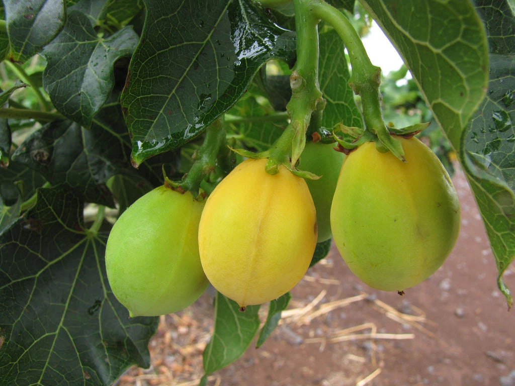 Jatropha Curcas Seeds - 15 Rare Physic Nut Seeds, Drought Tolerant, Barbados Variety, Jatropha for Sustainable Gardening