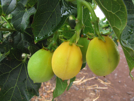 Jatropha Curcas Seeds - 15 Rare Physic Nut Seeds, Drought Tolerant, Barbados Variety, Jatropha for Sustainable Gardening