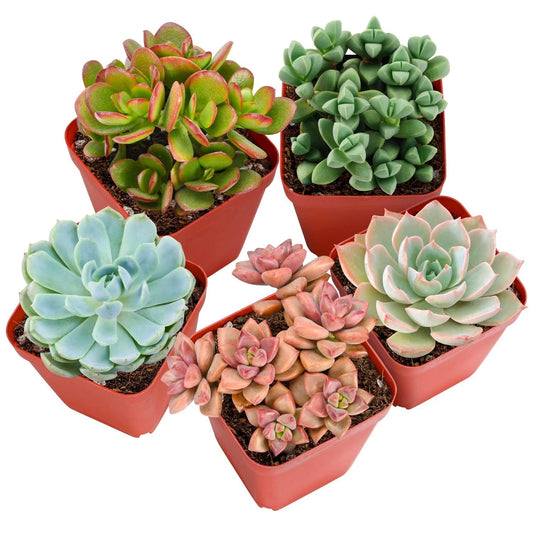 Live Succulent Plants - Pack of 4 - Fully Rooted - Ideal for Pets - Assorted Varieties - Perfect Indoor Decor