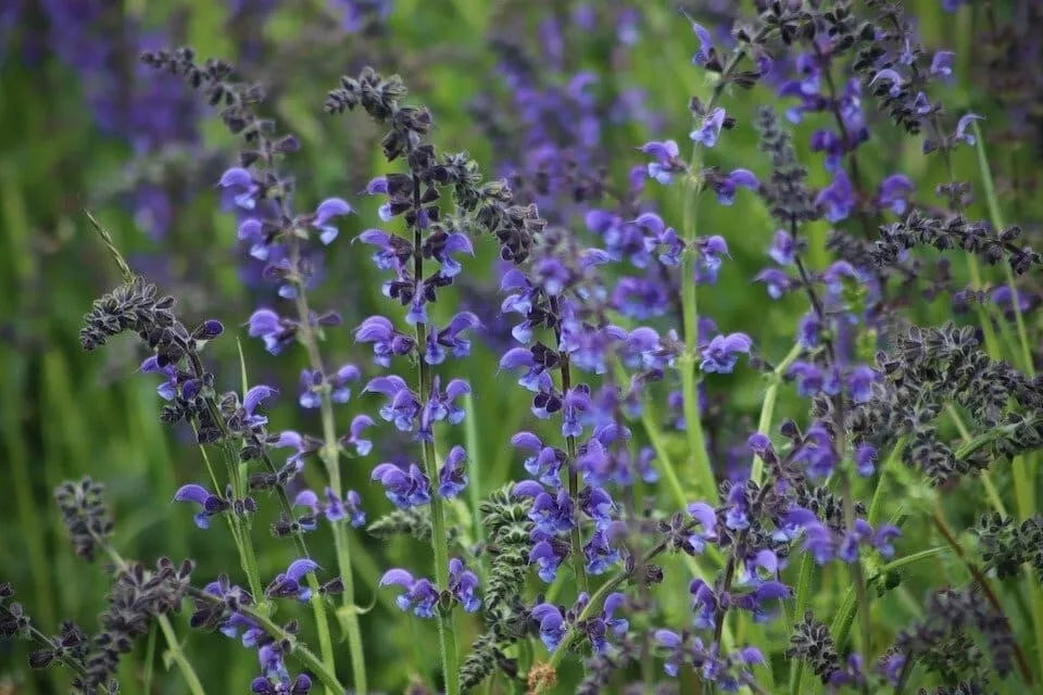 Blue Sage Seeds 100+ Non-GMO Salvia Farinacea Herb - Perennial Blue Flower Seeds for Gardening, USA