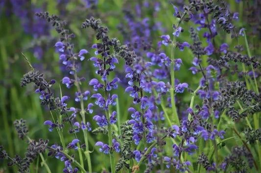 Blue Sage Seeds 100+ Non-GMO Salvia Farinacea Herb - Perennial Blue Flower Seeds for Gardening, USA