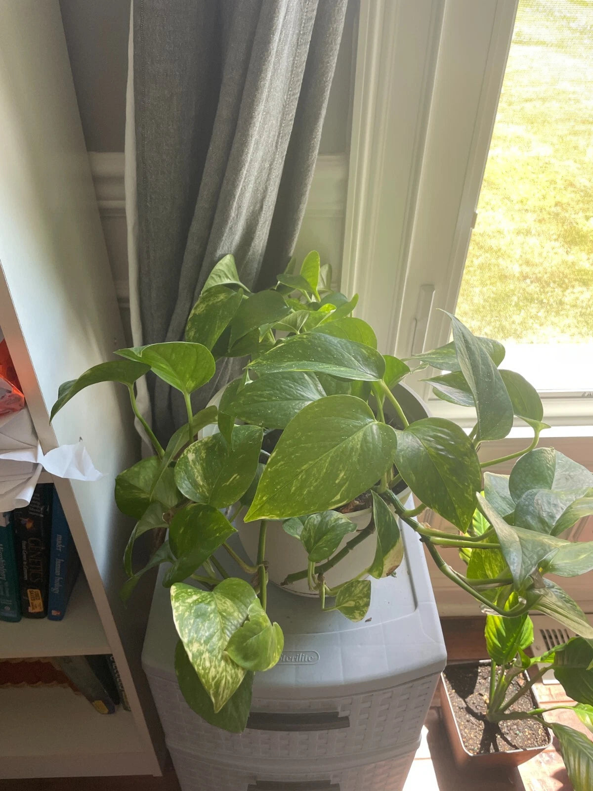 Bare Root Golden Pothos Plant - Epipremnum aureum - Easy Care Houseplant for Indoor Decor