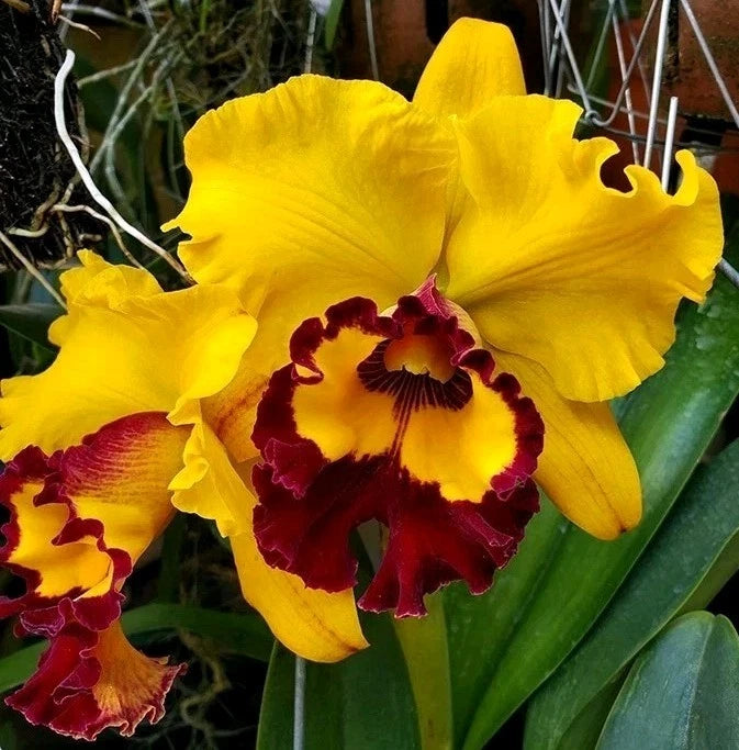 Cattleya Orchid Plant 4.5" Pot Near Blooming Size Rlc Liu's Joyance (Cattleya Hybrid)