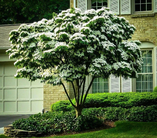 10 Unrooted Cuttings of White Kousa Dogwood Tree (Cornus kousa) - Ideal for Planting and Propagation