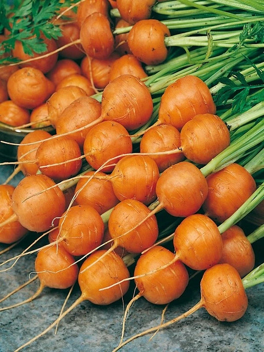 Carrot Seeds - Parisian Variety - Fresh Organic Seeds - Daucus carota