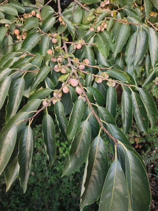Date Plum Tree Seeds - 100 Pack - Diospyros Lotus - Persimmon Seeds - Grow Your Own Fruit Tree - Free Shipping