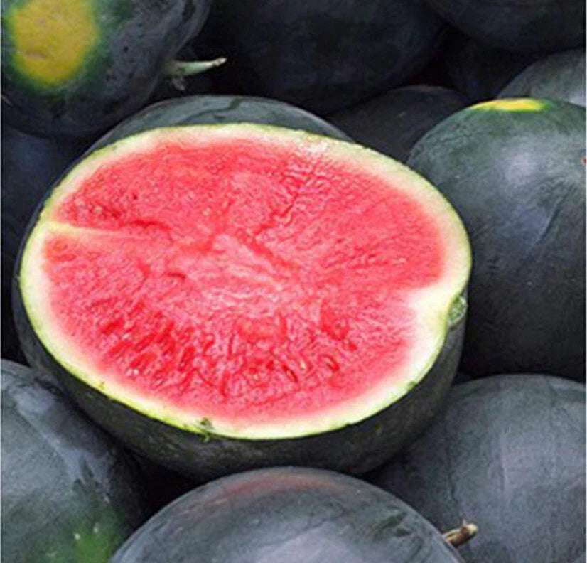 Black Diamond Watermelon Seeds - 20+ Seeds - Heirloom Variety (Citrullus lanatus) - Large Fruits 30-50 lbs, USA Grown
