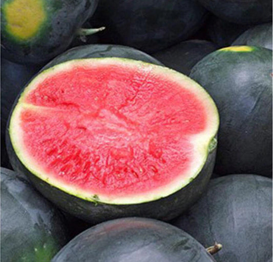 Black Diamond Watermelon Seeds - 20+ Seeds - Heirloom Variety (Citrullus lanatus) - Large Fruits 30-50 lbs, USA Grown