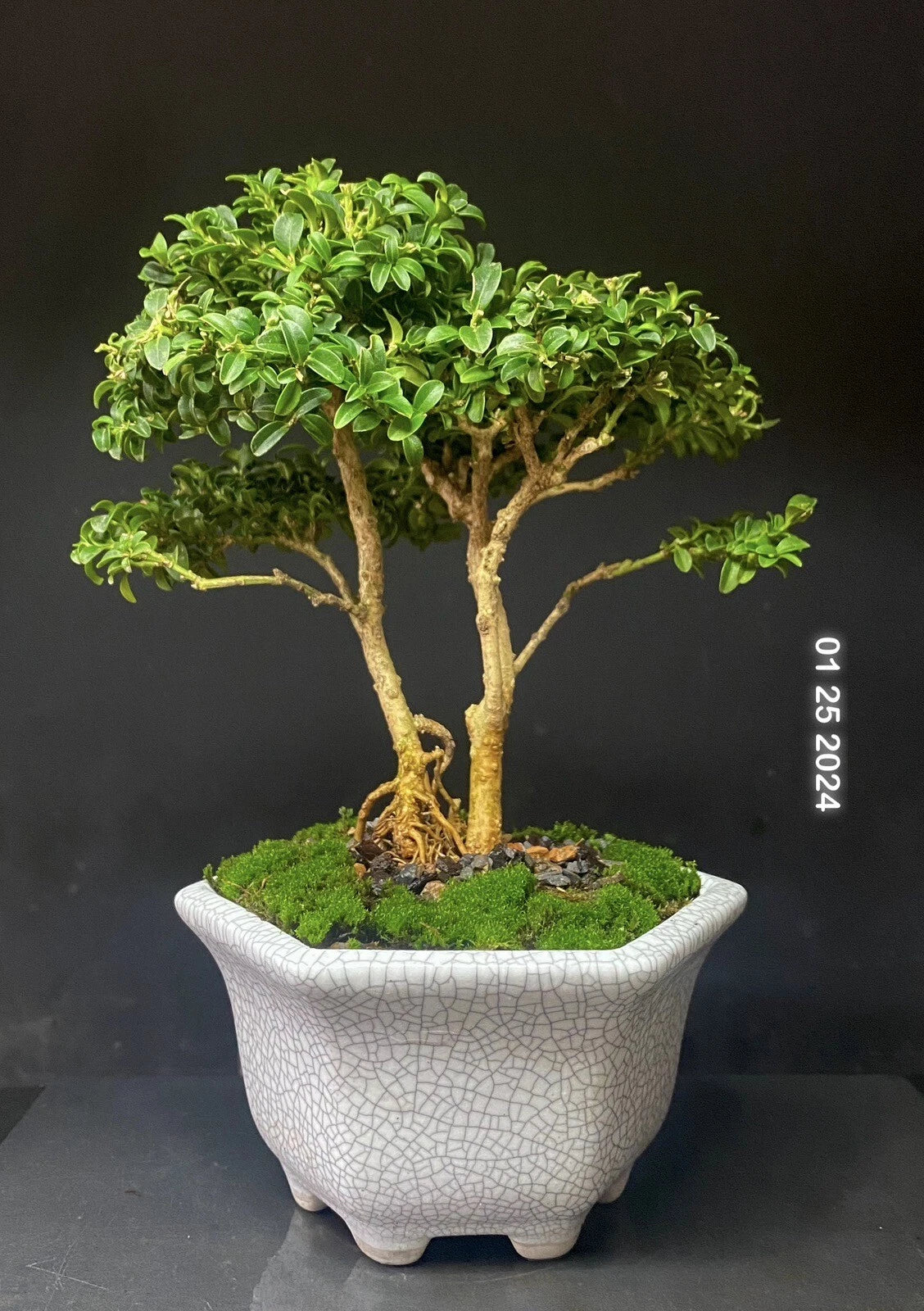 Bonsai Tree Kingsville Boxwood Shohin 8” with Crackle Glaze Pot - Buxus microphylla