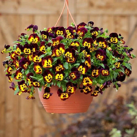 15 Pansy Seeds - Cool Wave Fire Trailing Pansy - Perfect for Hanging Baskets - Viola × wittrockiana