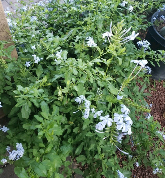 Cape Plumbago Cuttings - California Blues, Imperial Blue - 8 Cuttings (5 Inches) - Plumbago auriculata